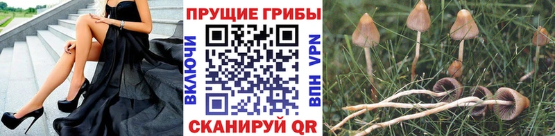 Псилоцибиновые грибы Cubensis  Купить где  Нижнекамск 